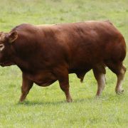 Toro Raza Bovina Limousin