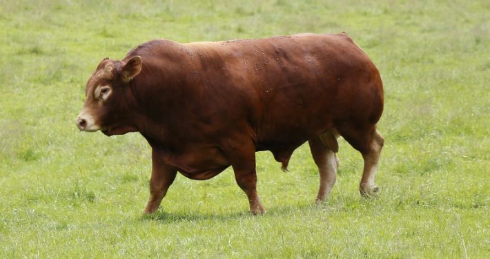 Toro Raza Bovina Limousin