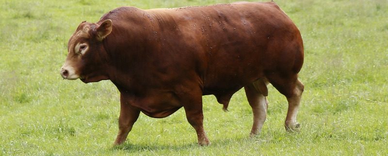 Toro Raza Bovina Limousin