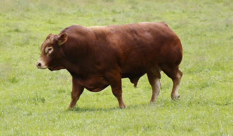 Toro Raza Bovina Limousin