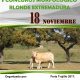 I Concurso Extremadura Blonde Aquitania