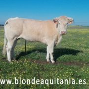 blonde-aquitania-imagen-bovinux