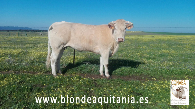 blonde-aquitania-imagen-bovinux