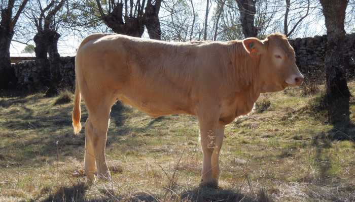 Venta ganado selecto blonda-aquitania