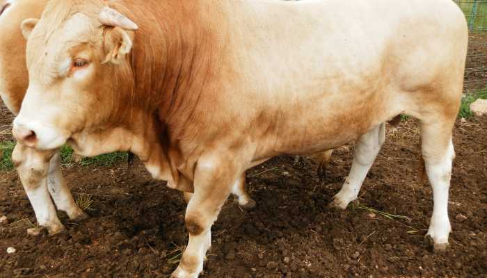 Venta ganado selecto blonda-aquitania