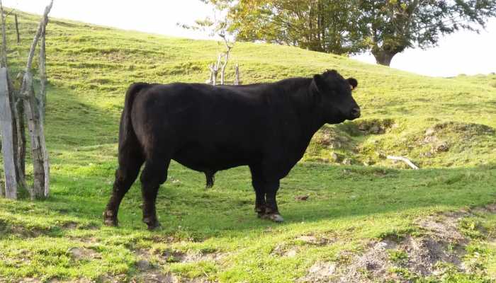 Venta ganado selecto angus-aberdeen