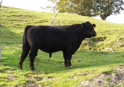 Venta ganado selecto angus-aberdeen